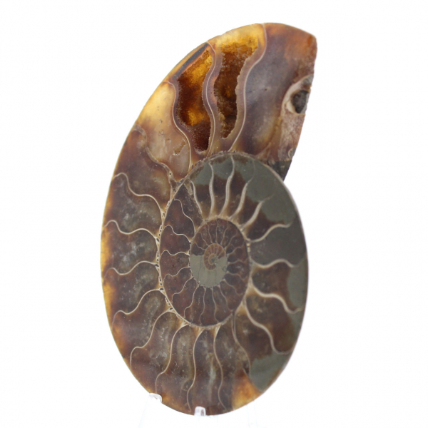 Fossile di ammonite pezzo unico