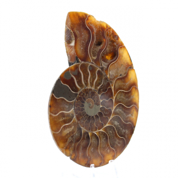 Ammonite fossile del Madagascar