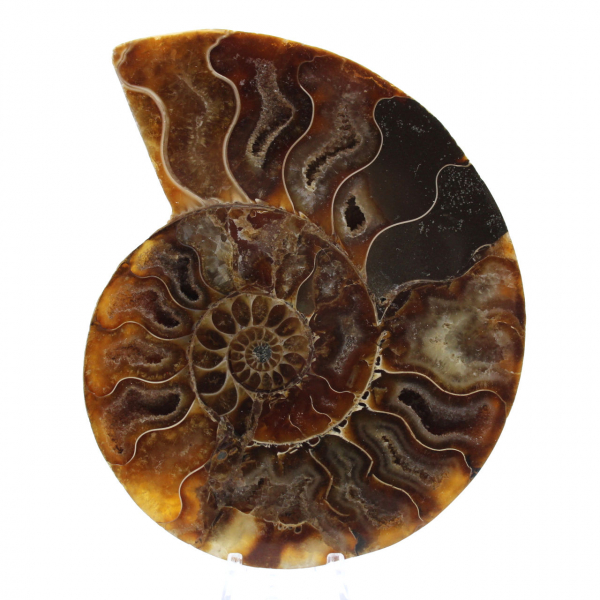 Ammonite lucida del Madagascar