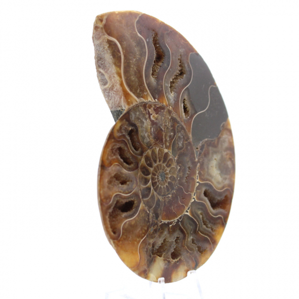 Ammonite lucida del Madagascar