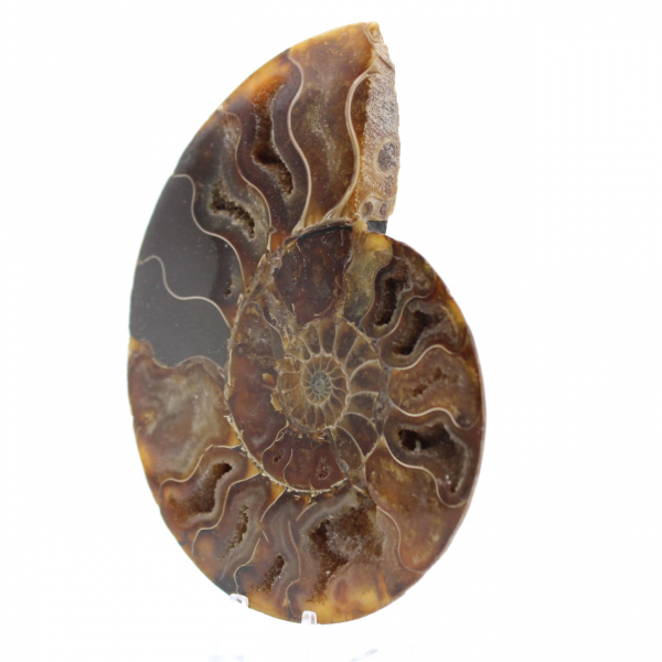 Ammonite lucida