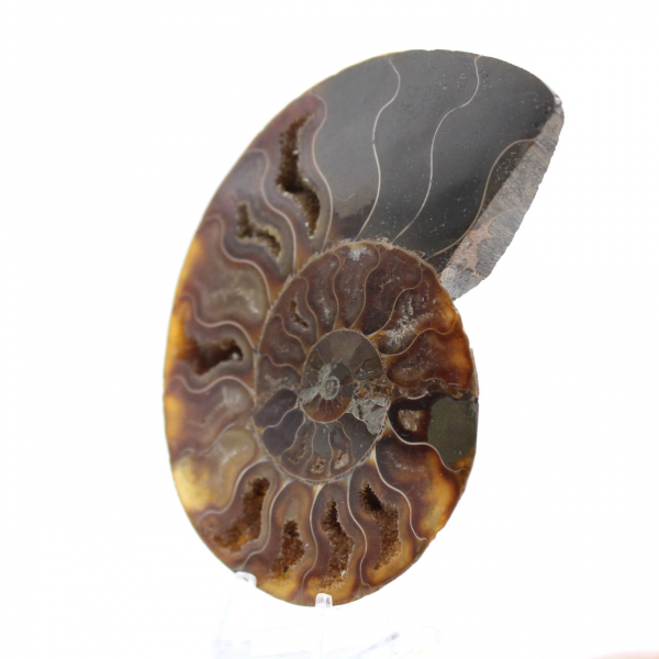 Fossile di ammonite lucidato