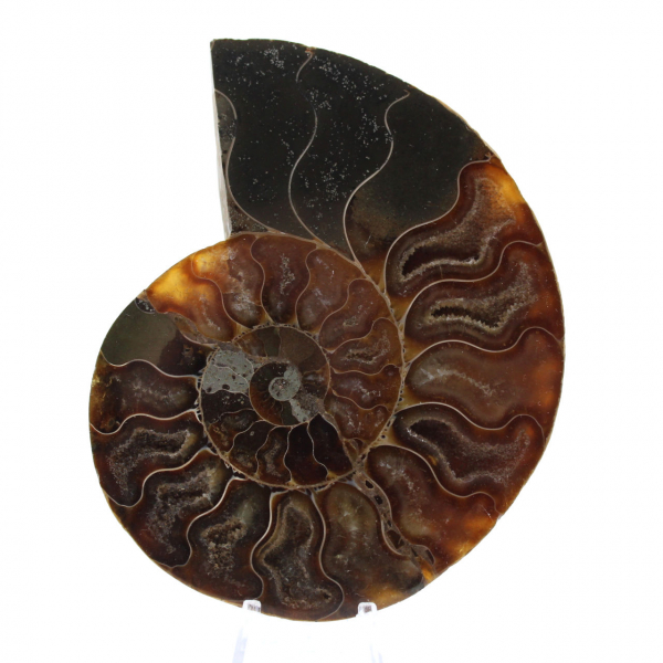 Ammonite naturale fossile