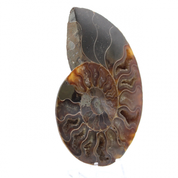 Ammonite naturale fossile