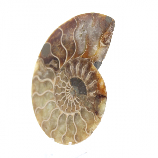 Ammonite fossilizzata