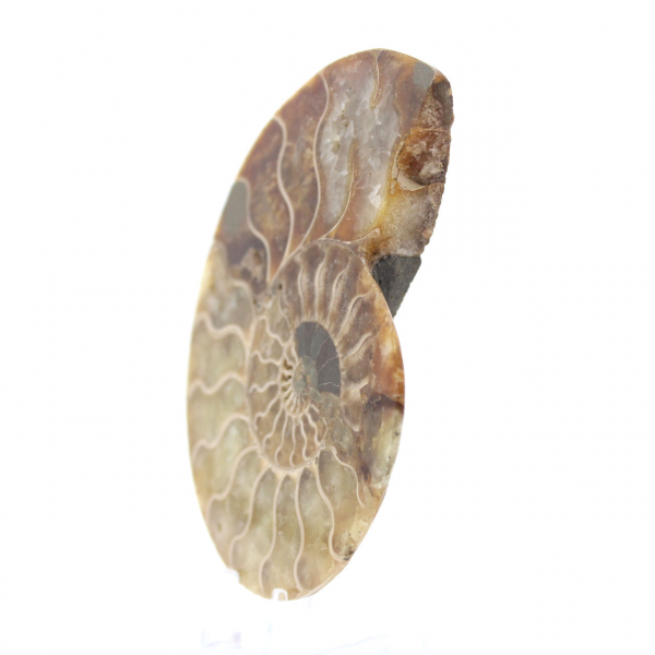 Ammonite fossilizzata