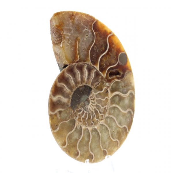 Ammonite un pezzo