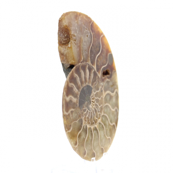 Ammonite un pezzo