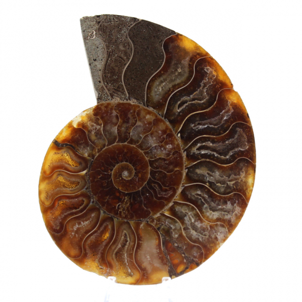 Ammonite fossilizzata lucida