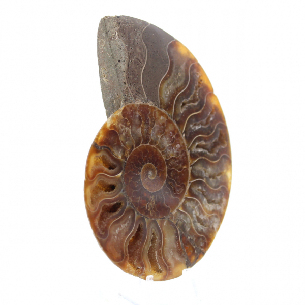 Ammonite fossilizzata lucida