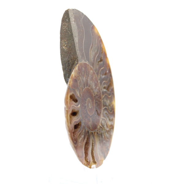 Ammonite fossilizzata lucida