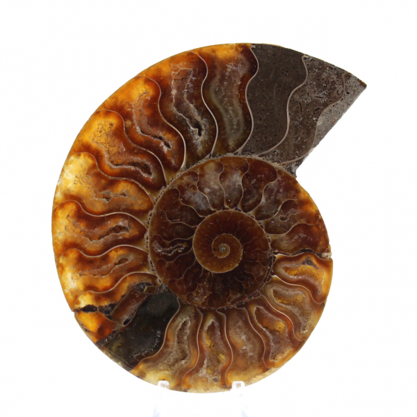 Ammonite segata lucida