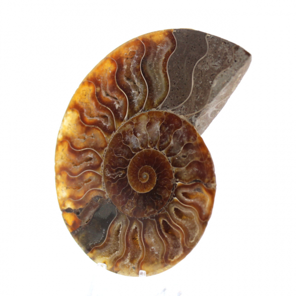 Ammonite segata lucida