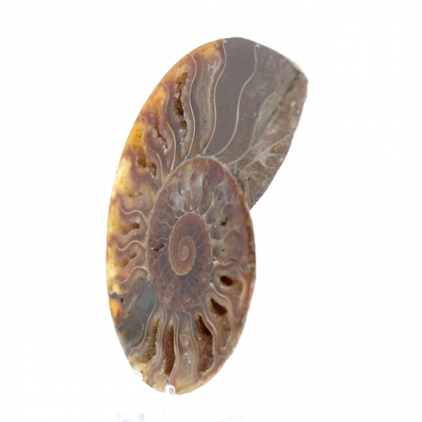 Ammonite segata lucida