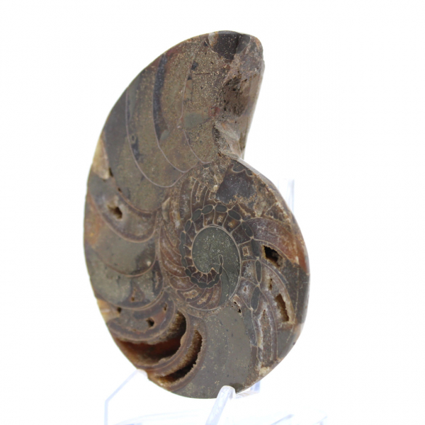 Ammonite del Madagascar