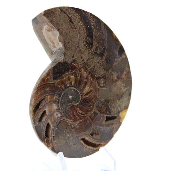 Fossile di ammonite naturale lucidato