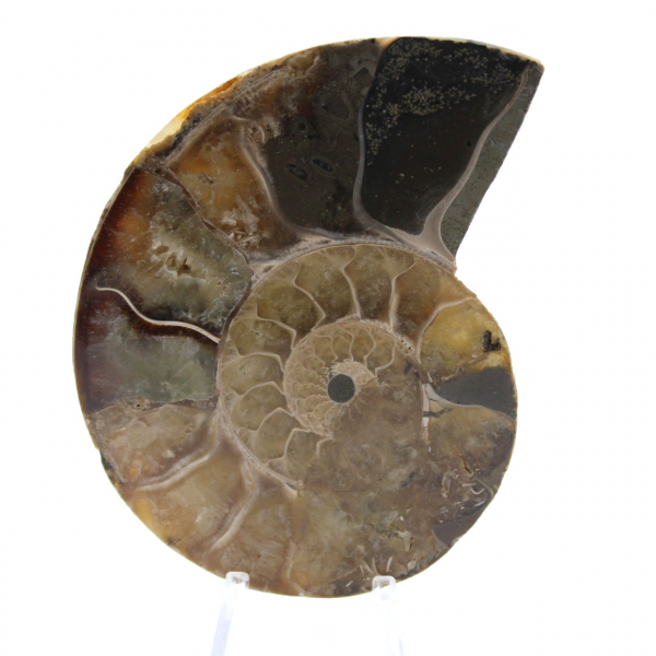 Ammonite naturale lucida del Madagascar