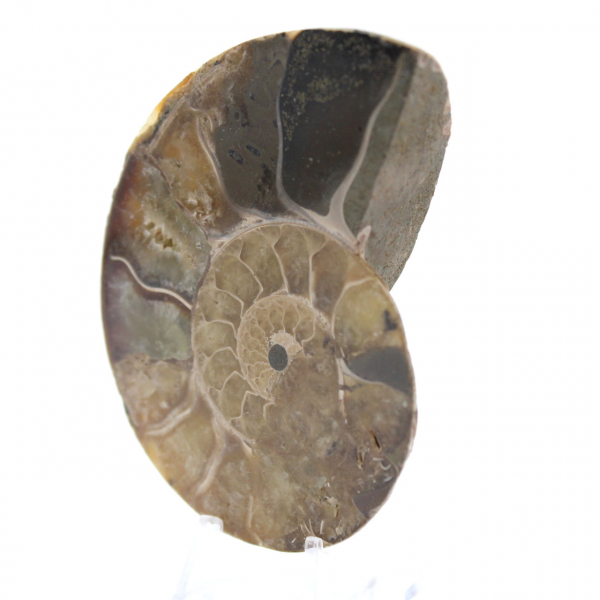 Ammonite naturale lucida del Madagascar