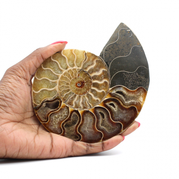 Ammonite un pezzo