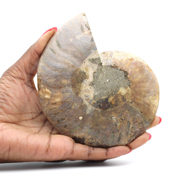 Ammonite un pezzo