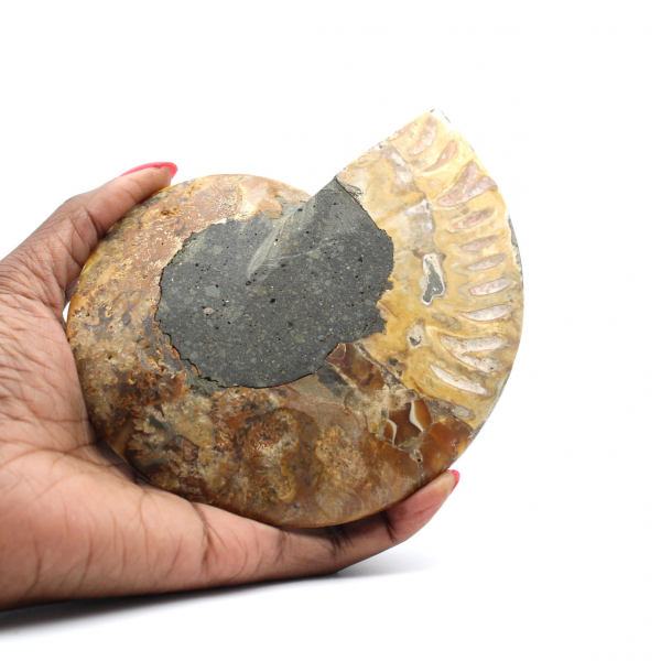 Fossile di ammonite naturale lucidato