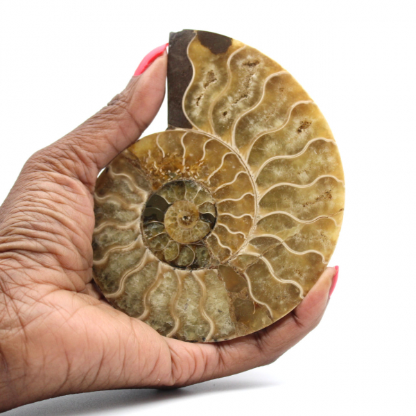 Ammonite naturale lucida del Madagascar