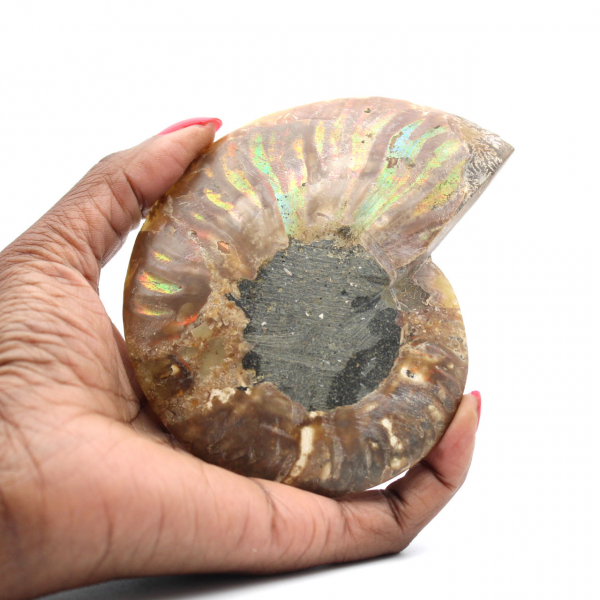 Ammonite naturale lucida del Madagascar