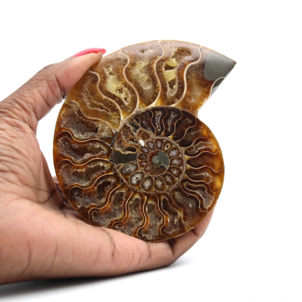 Ammonite fossilizzata