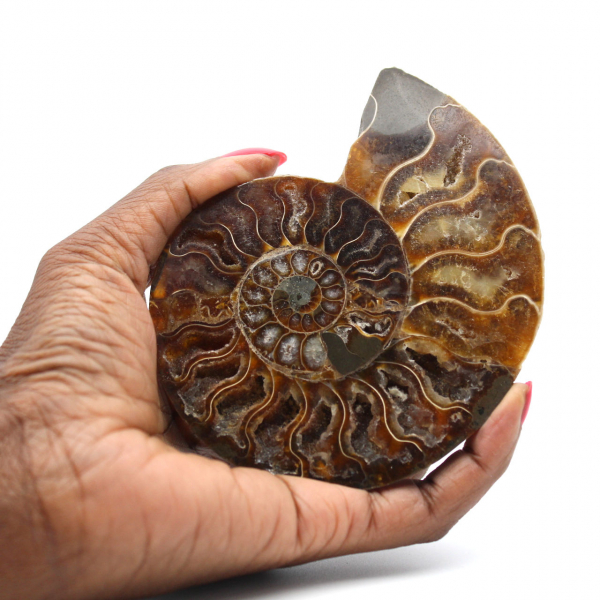 Ammonite un pezzo