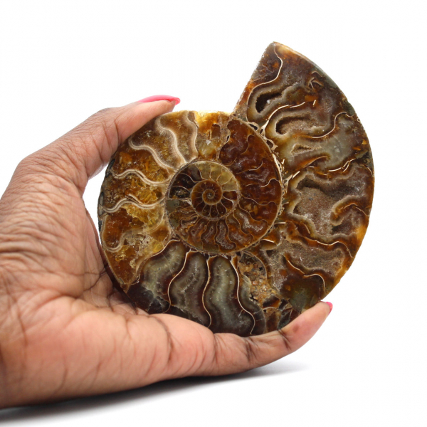 Ammonite segata lucida