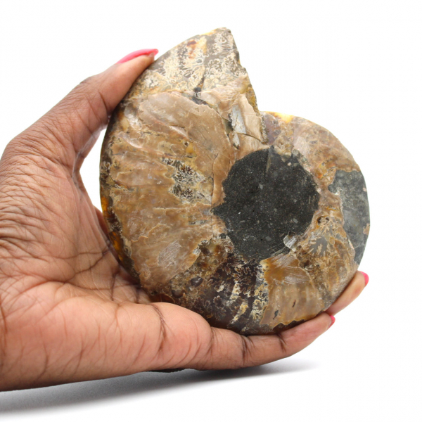 Ammonite segata lucida