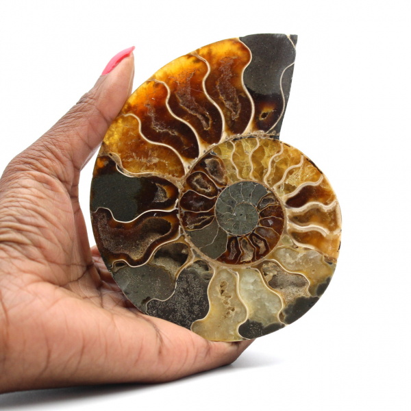 Ammonite del Madagascar