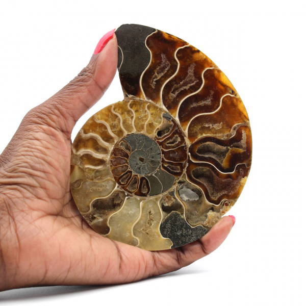 Ammonite fossile lucidata del Madagascar