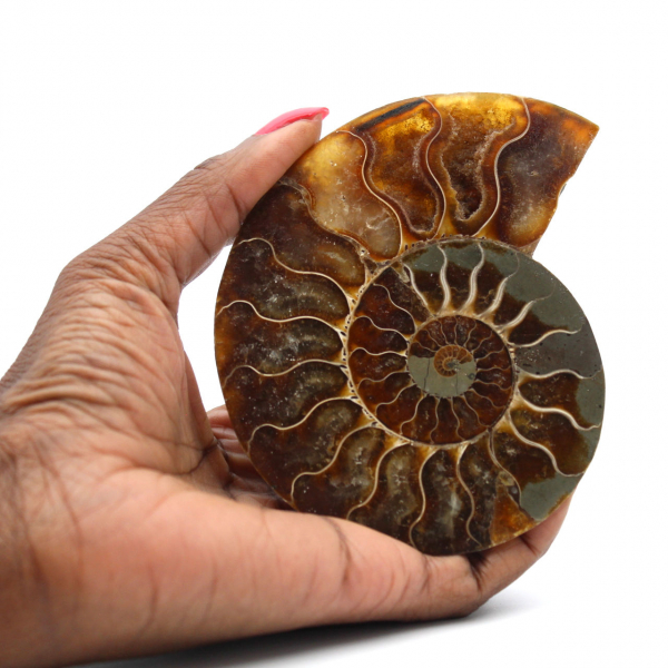 Fossile di ammonite pezzo unico