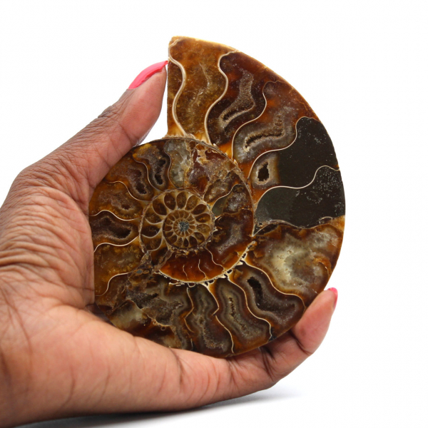 Ammonite lucida del Madagascar