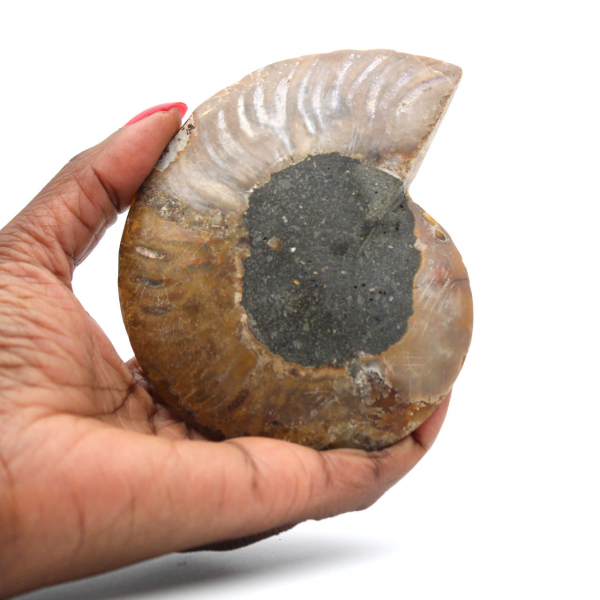 Ammonite lucida del Madagascar