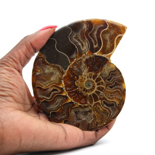 Ammonite lucida