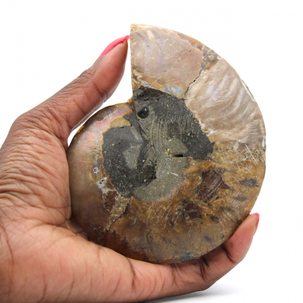 Ammonite lucida