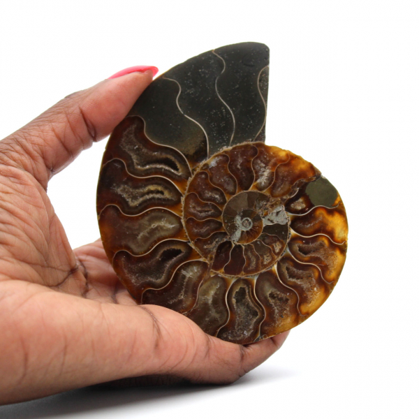 Fossile di ammonite lucidato