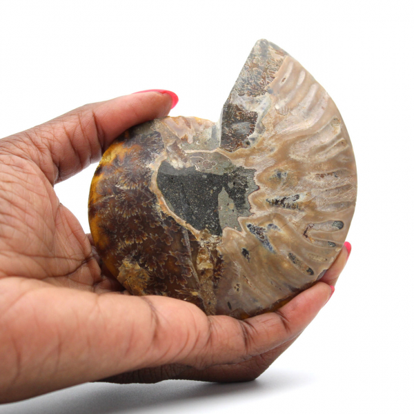 Fossile di ammonite lucidato