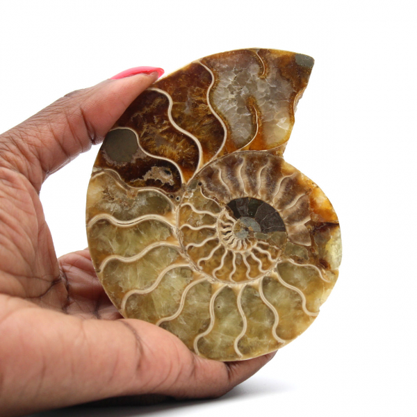 Ammonite fossilizzata