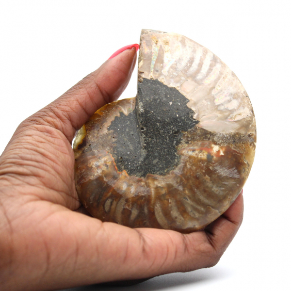 Ammonite fossilizzata