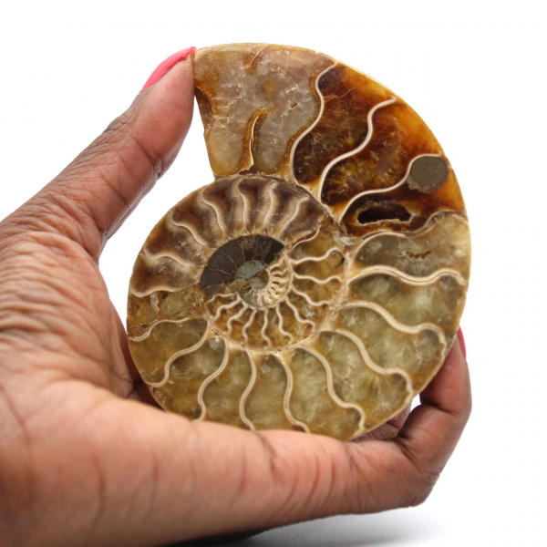 Ammonite un pezzo