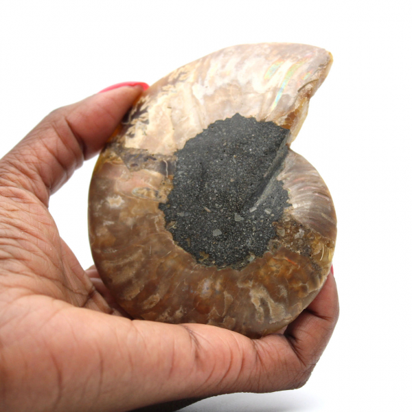 Ammonite un pezzo