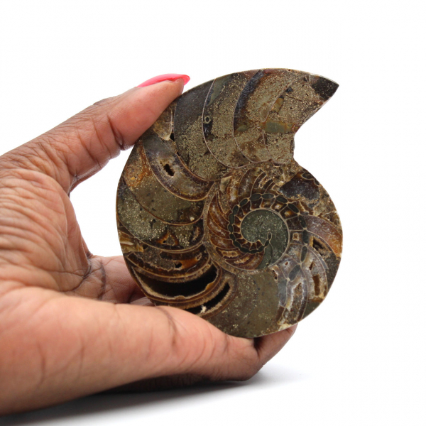 Ammonite del Madagascar