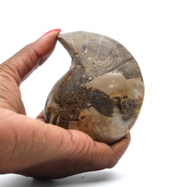 Ammonite del Madagascar