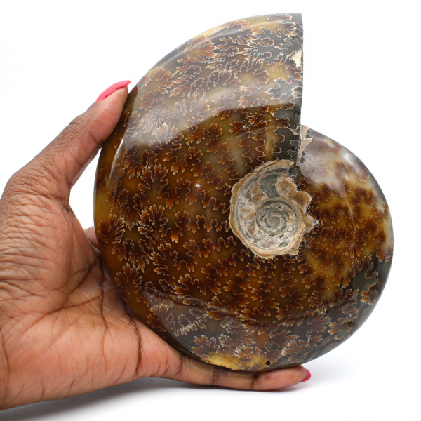 Ammonite intera