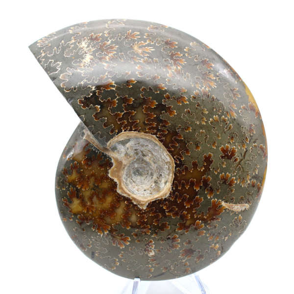 Ammonite intera