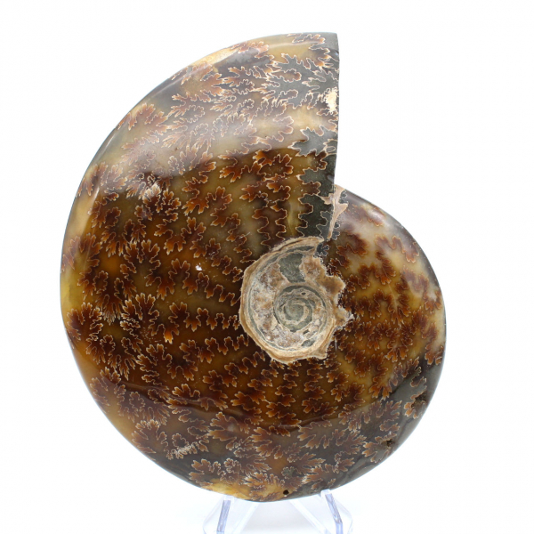 Ammonite intera