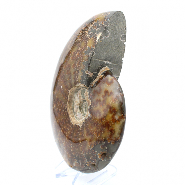 Ammonite intera